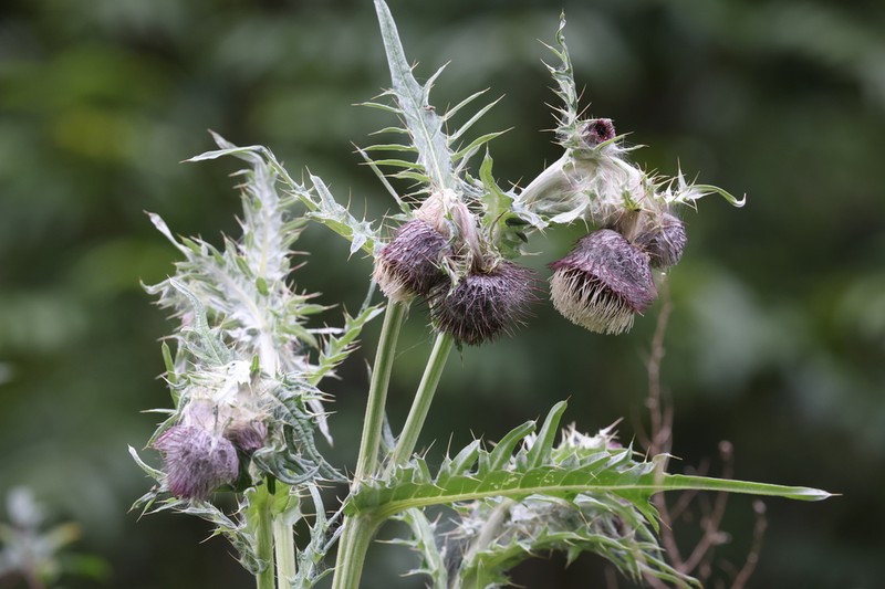 Cirsium botryodes photo 3