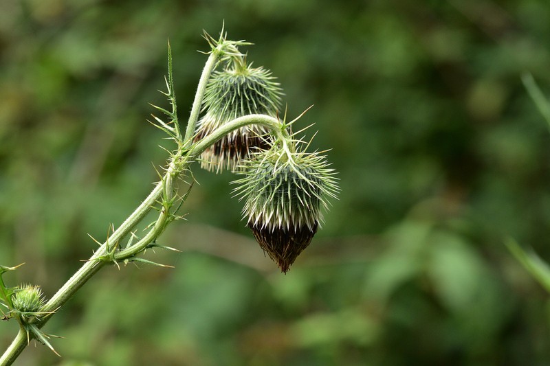 Cirsium botryodes photo 4