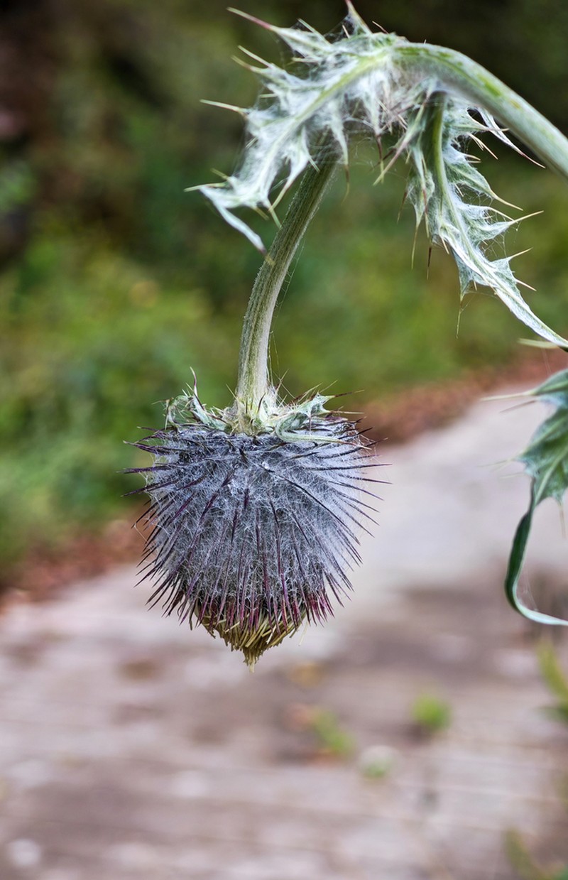 Cirsium botryodes photo 5