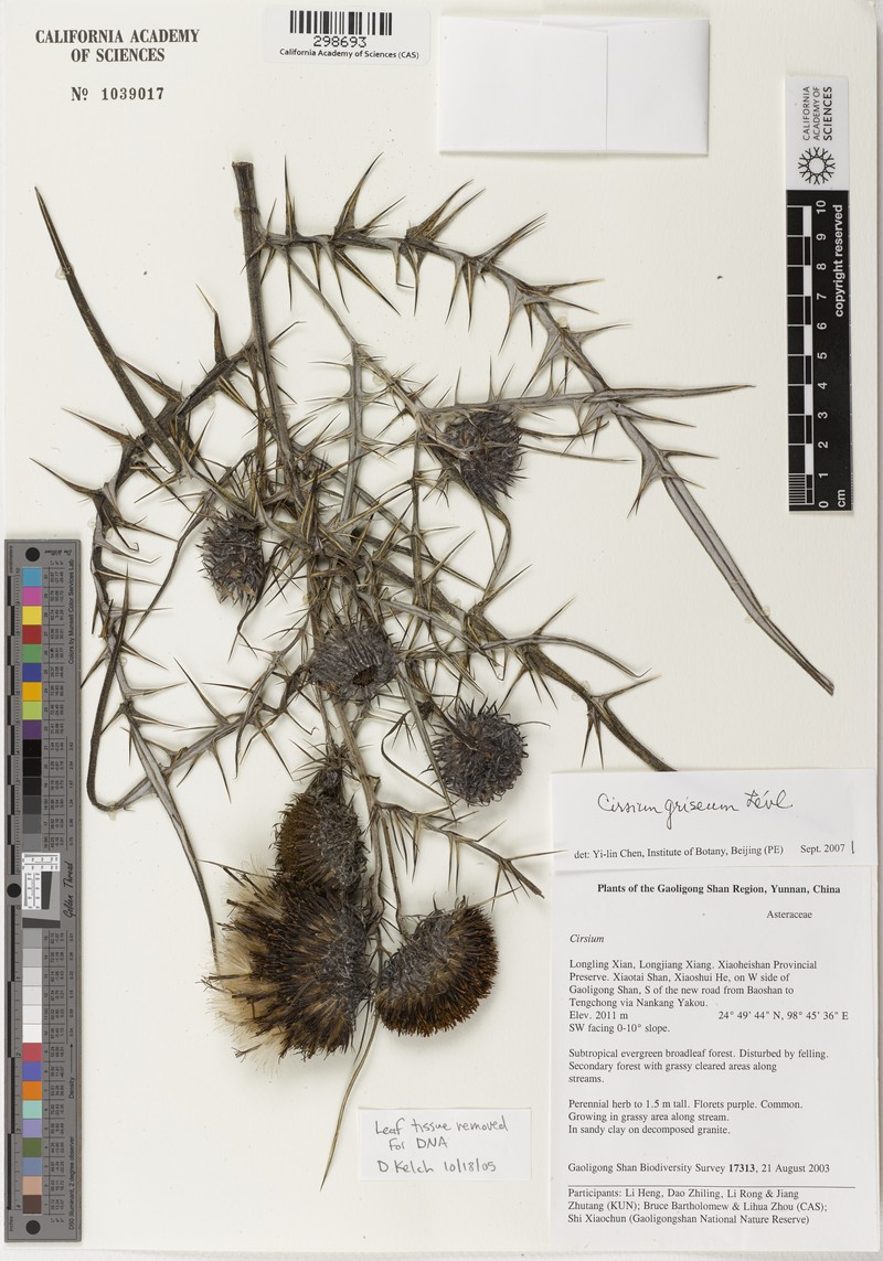 Cirsium botryodes photo 7