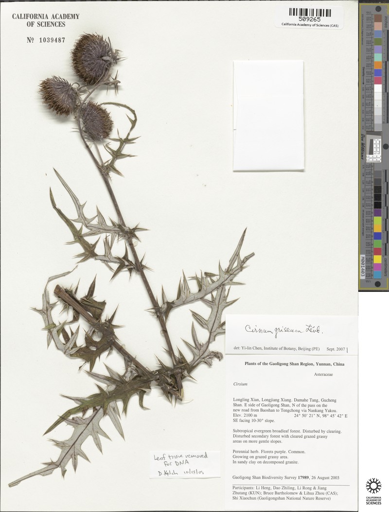 Cirsium botryodes photo 8