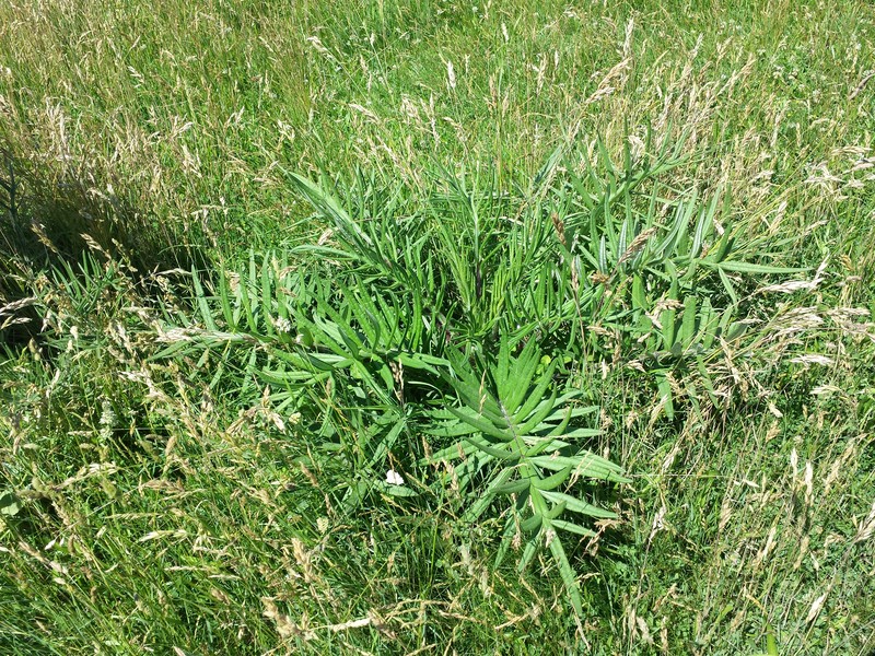 Cirsium boujartii