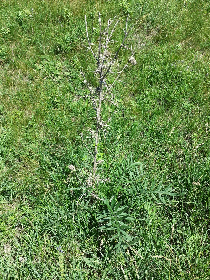 Cirsium boujartii photo 2