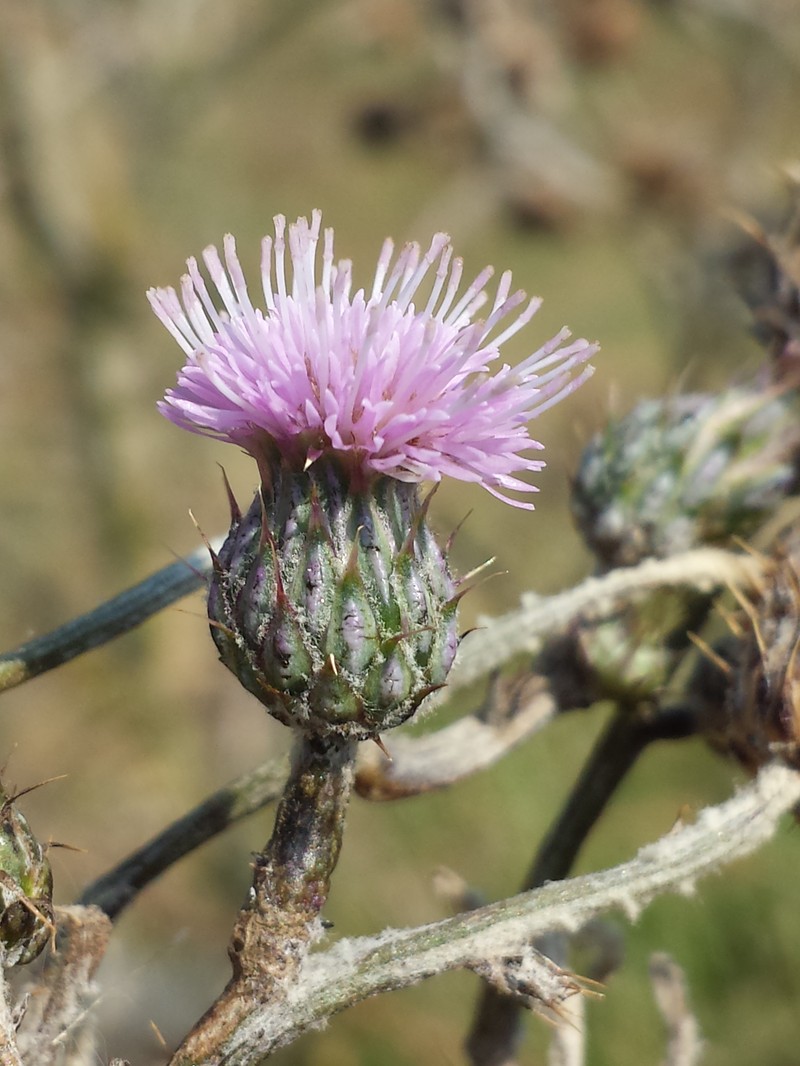 Cirsium brachycephalum