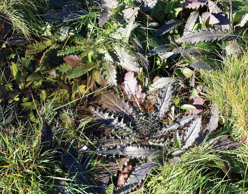 Cirsium brachycephalum photo 2