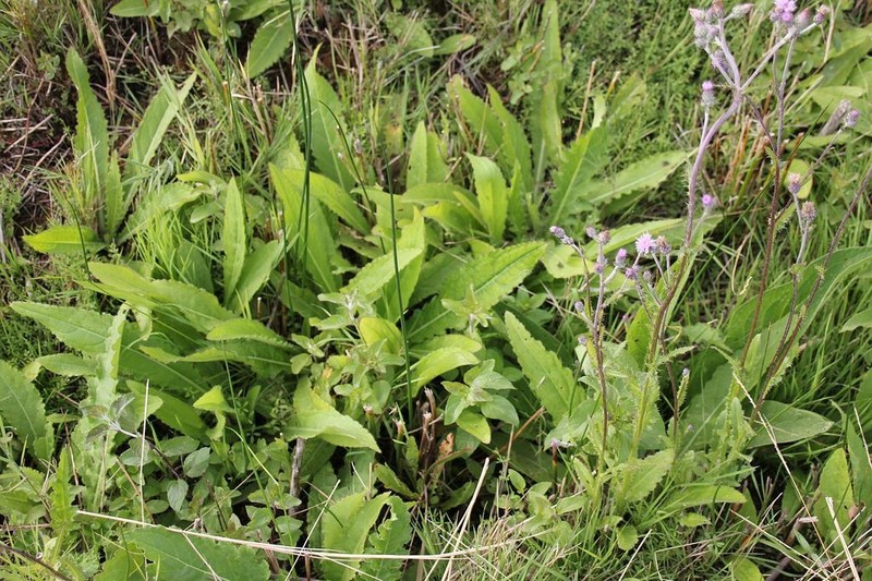 Cirsium brachycephalum photo 3