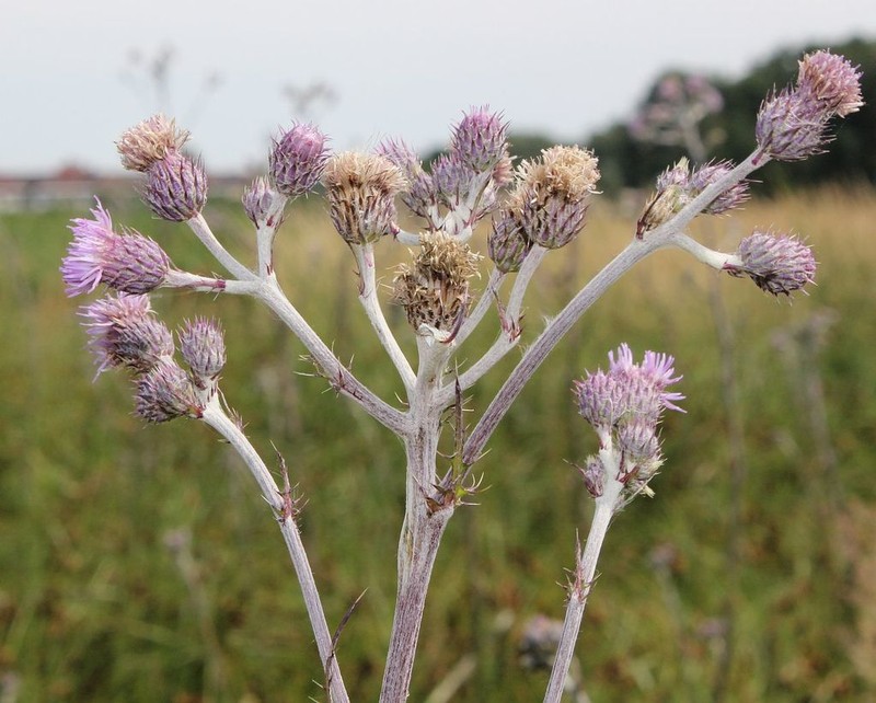 Cirsium brachycephalum photo 5