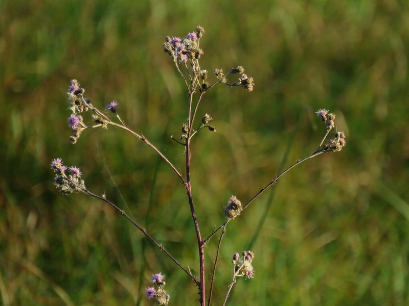 Cirsium brachycephalum photo 6