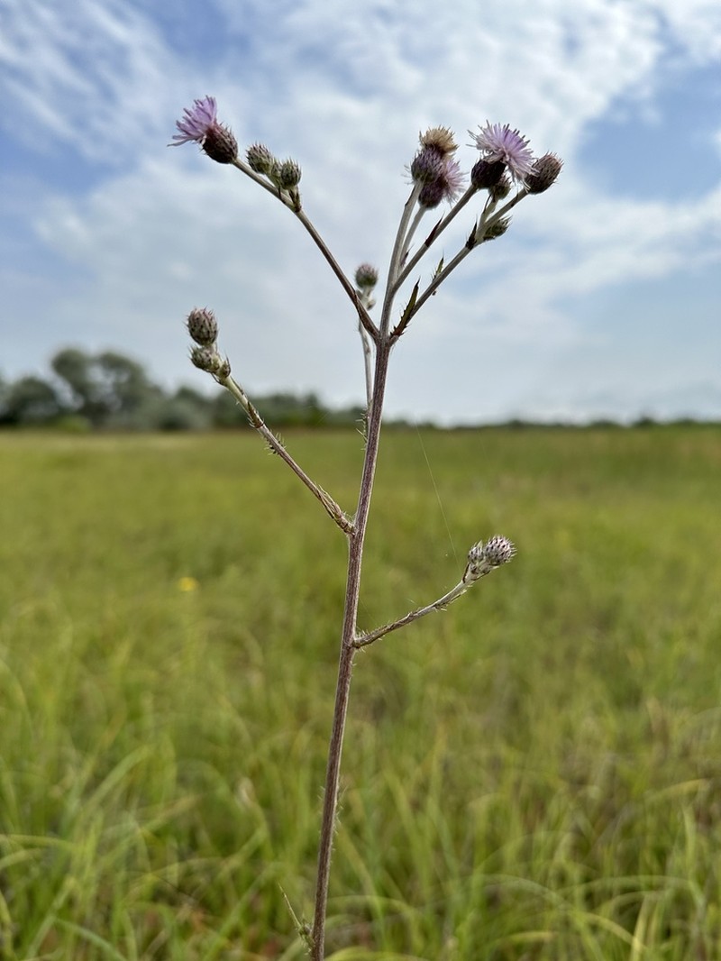 Cirsium brachycephalum photo 7