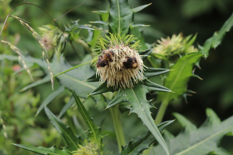 Cirsium bracteiferum