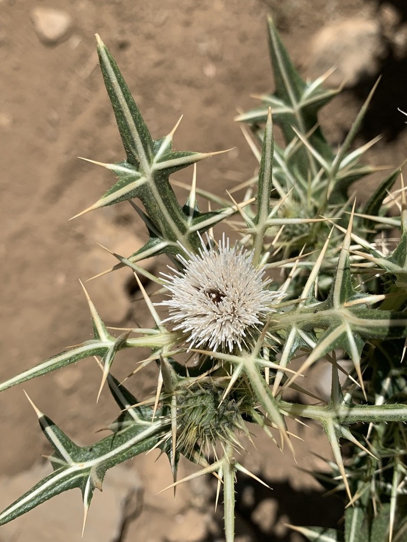 Cirsium bracteosum