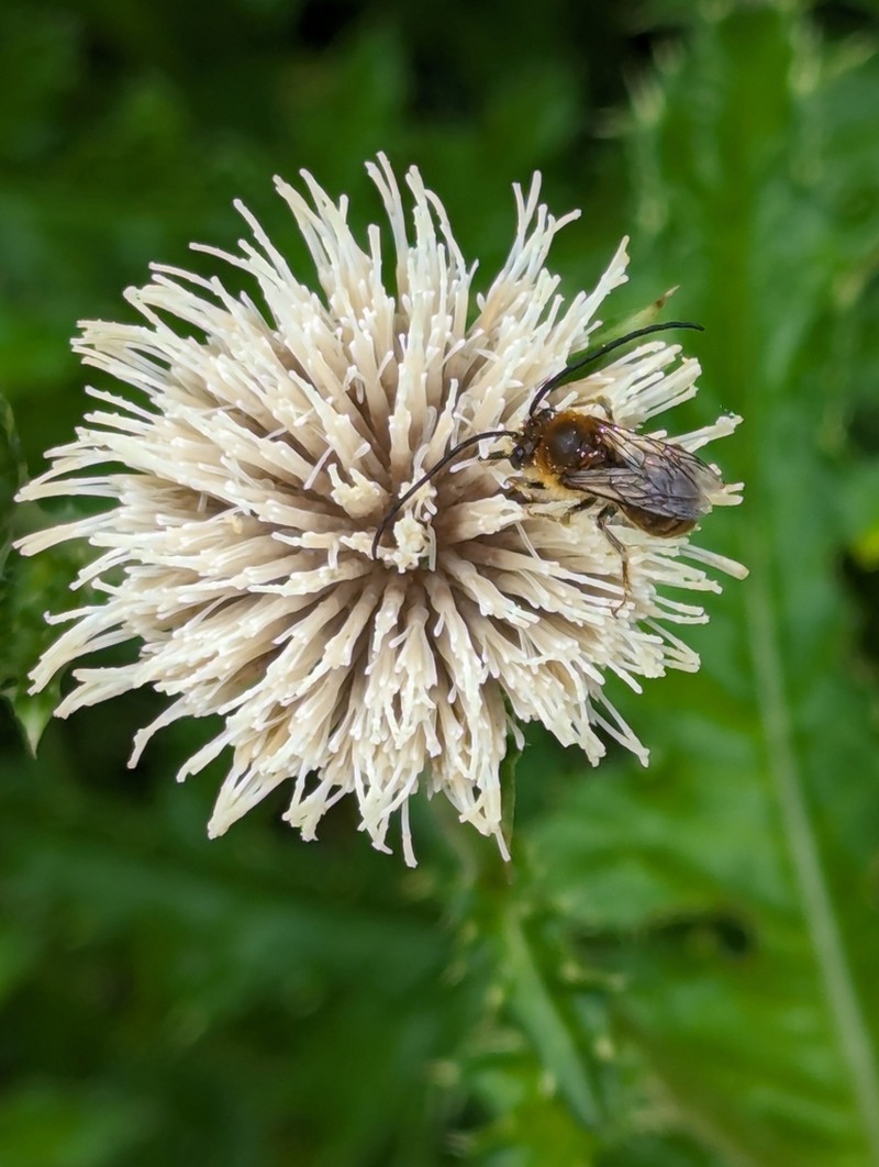 Cirsium brevicaule