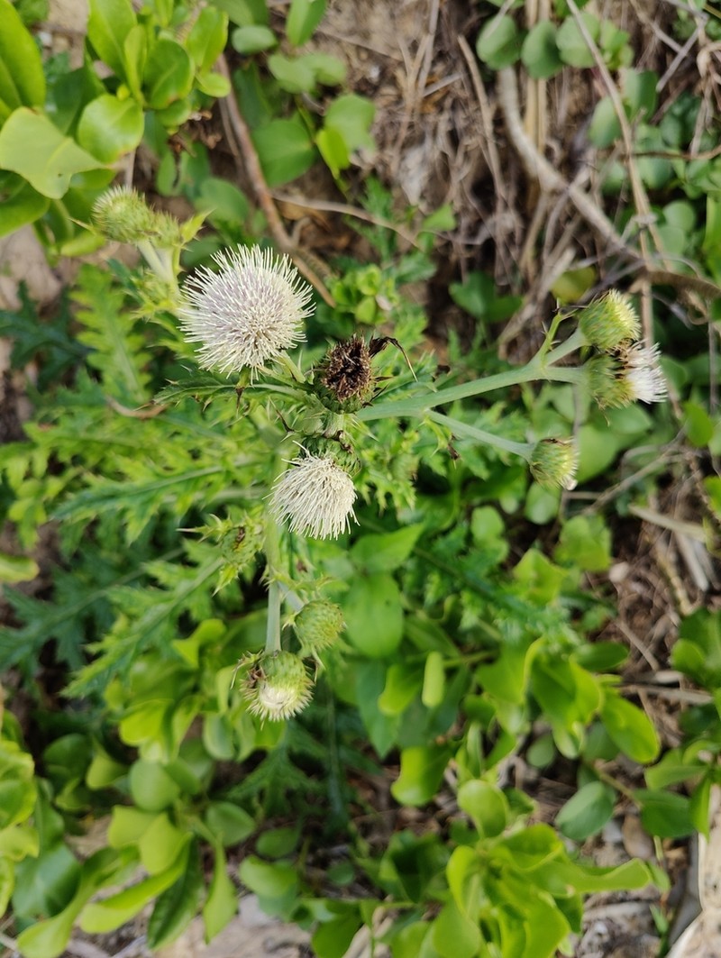 Cirsium brevicaule photo 2