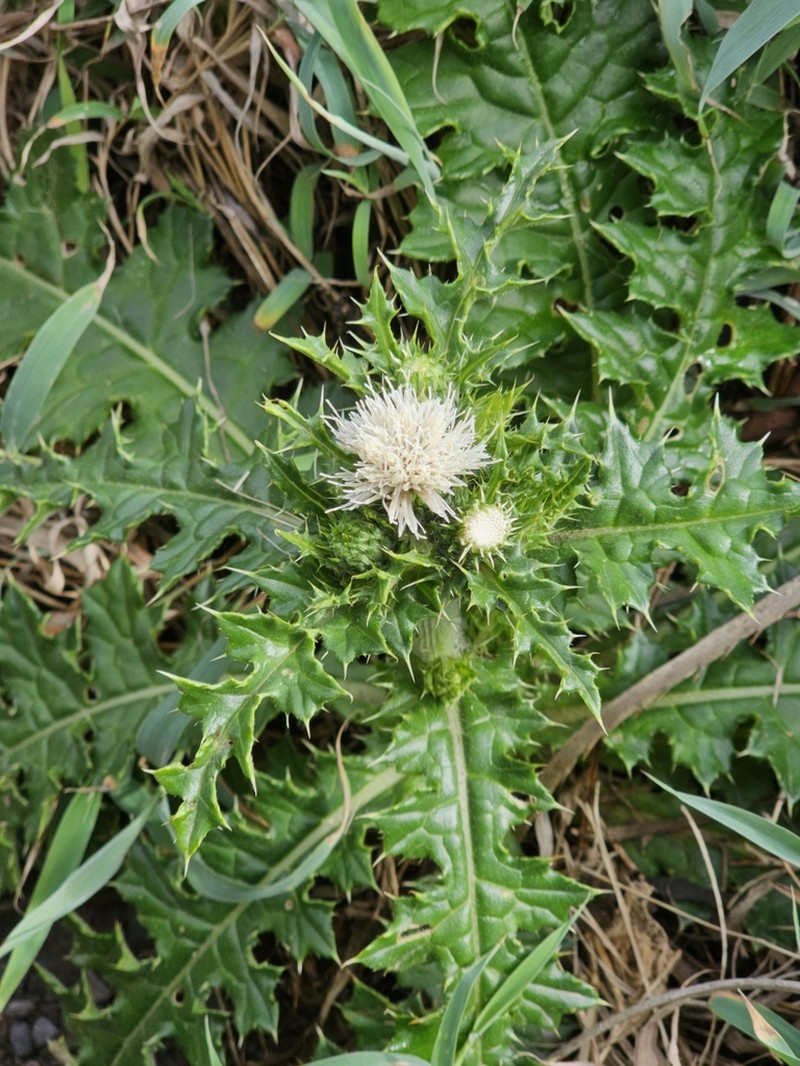 Cirsium brevicaule photo 3