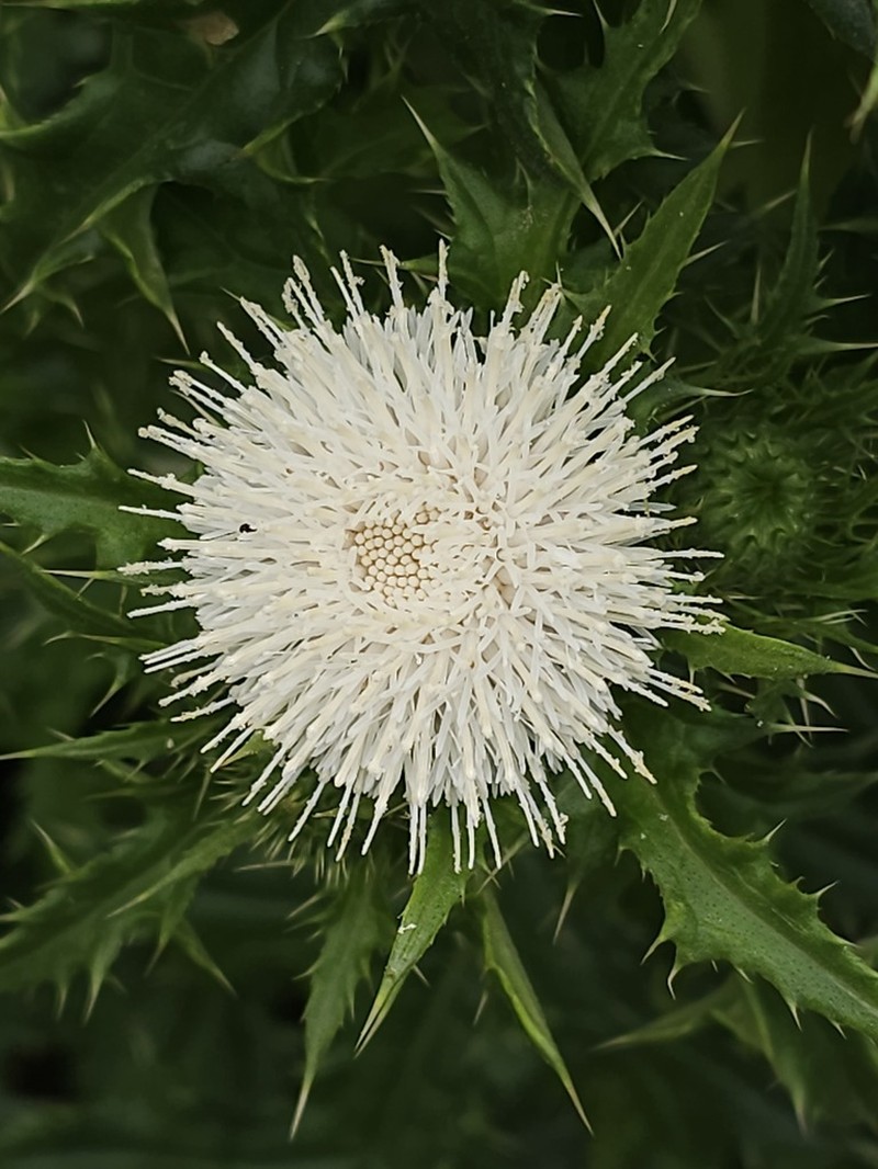 Cirsium brevicaule photo 4