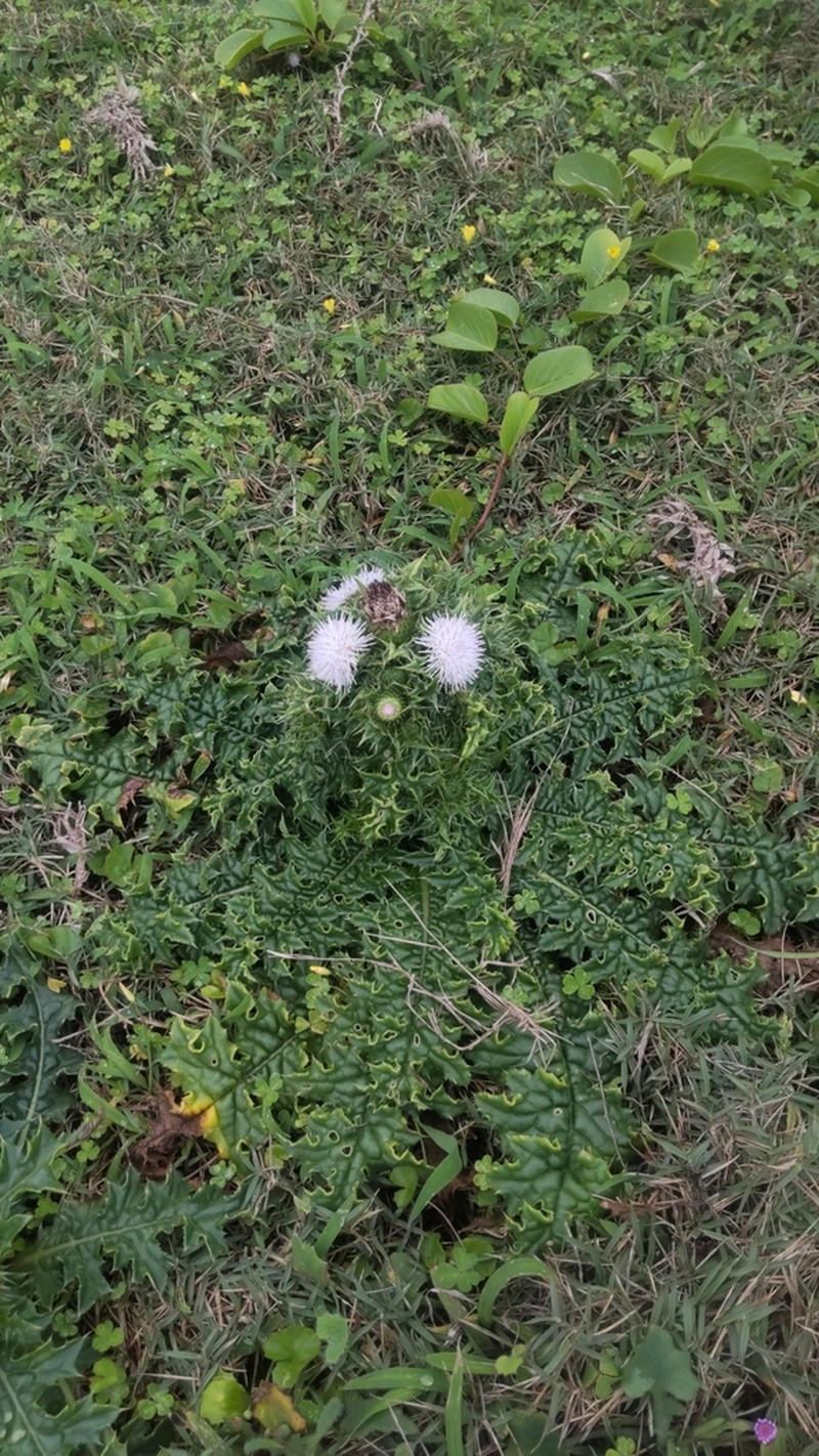 Cirsium brevicaule photo 5