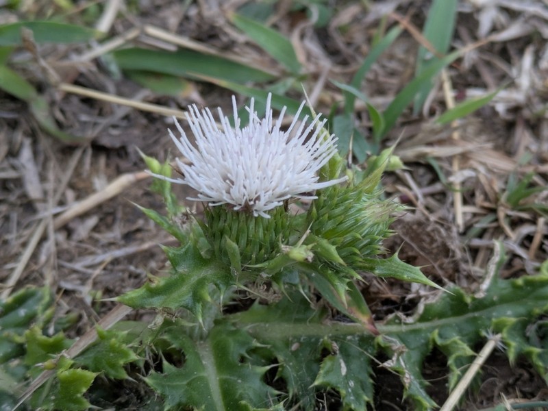 Cirsium brevicaule photo 6