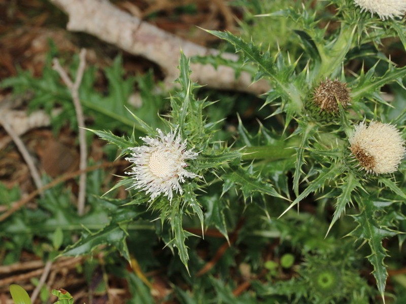 Cirsium brevicaule photo 7