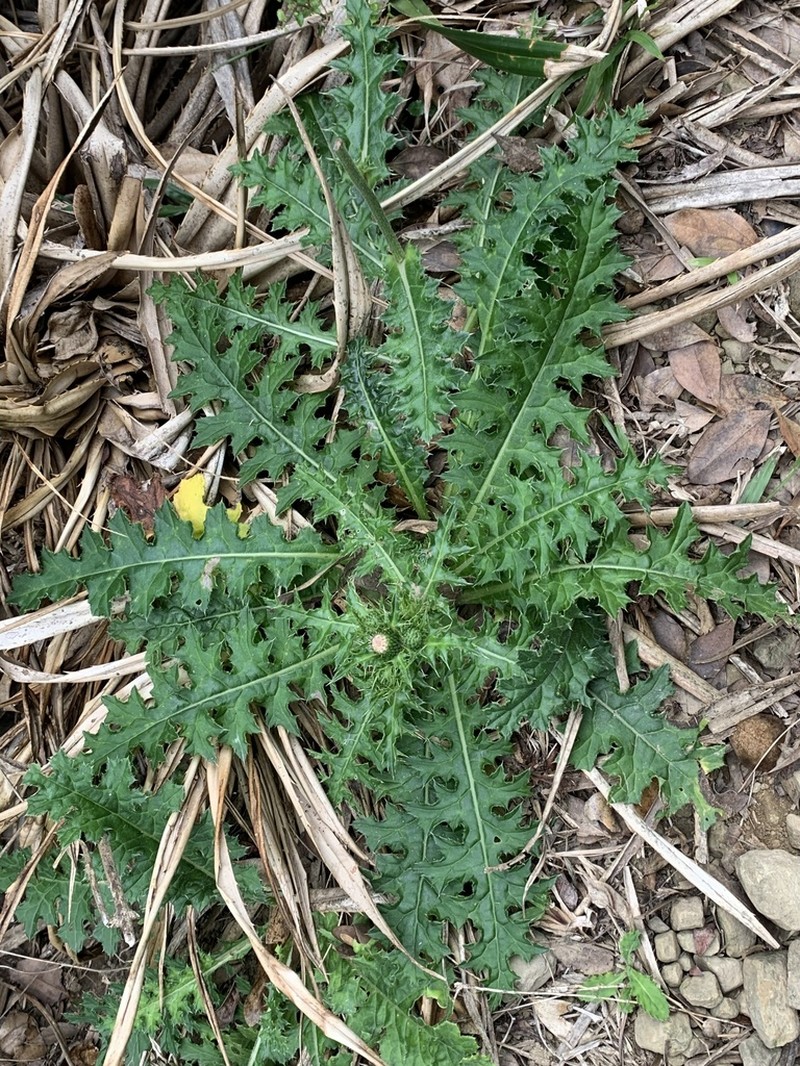 Cirsium brevicaule photo 8