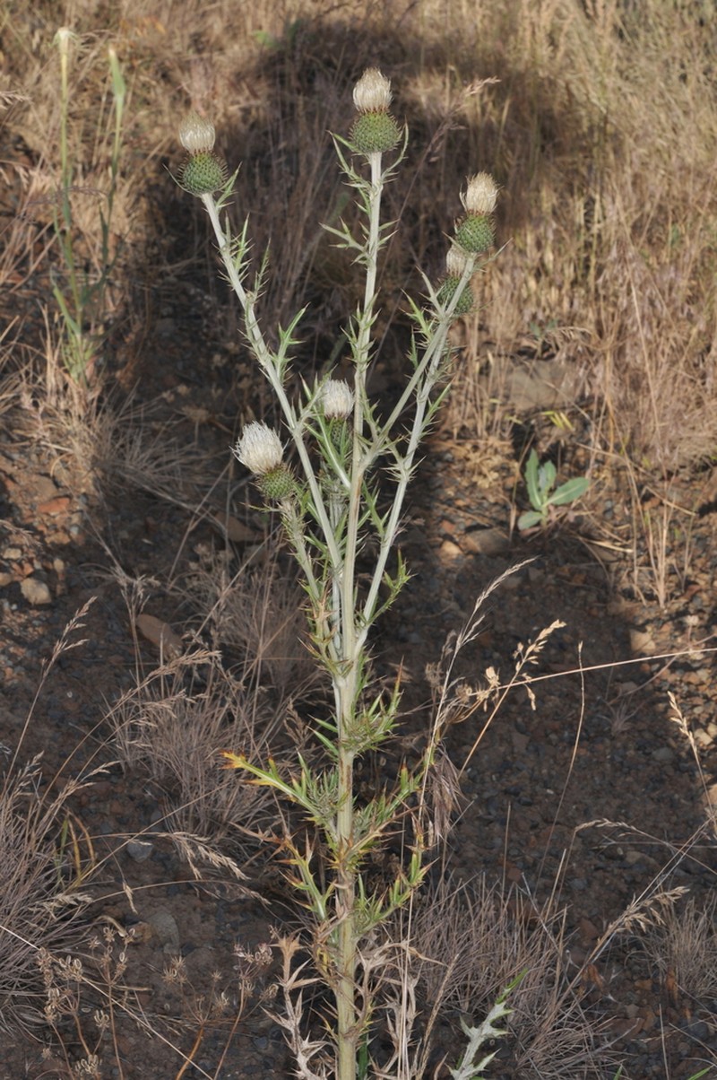 Palouse Thistle