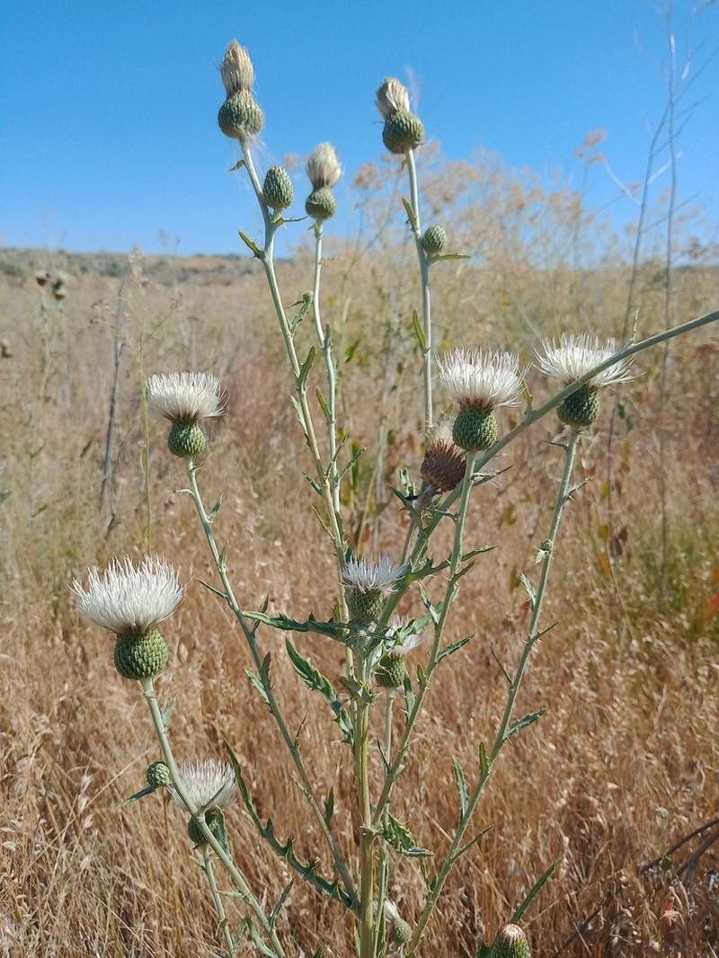 Palouse Thistle photo 2