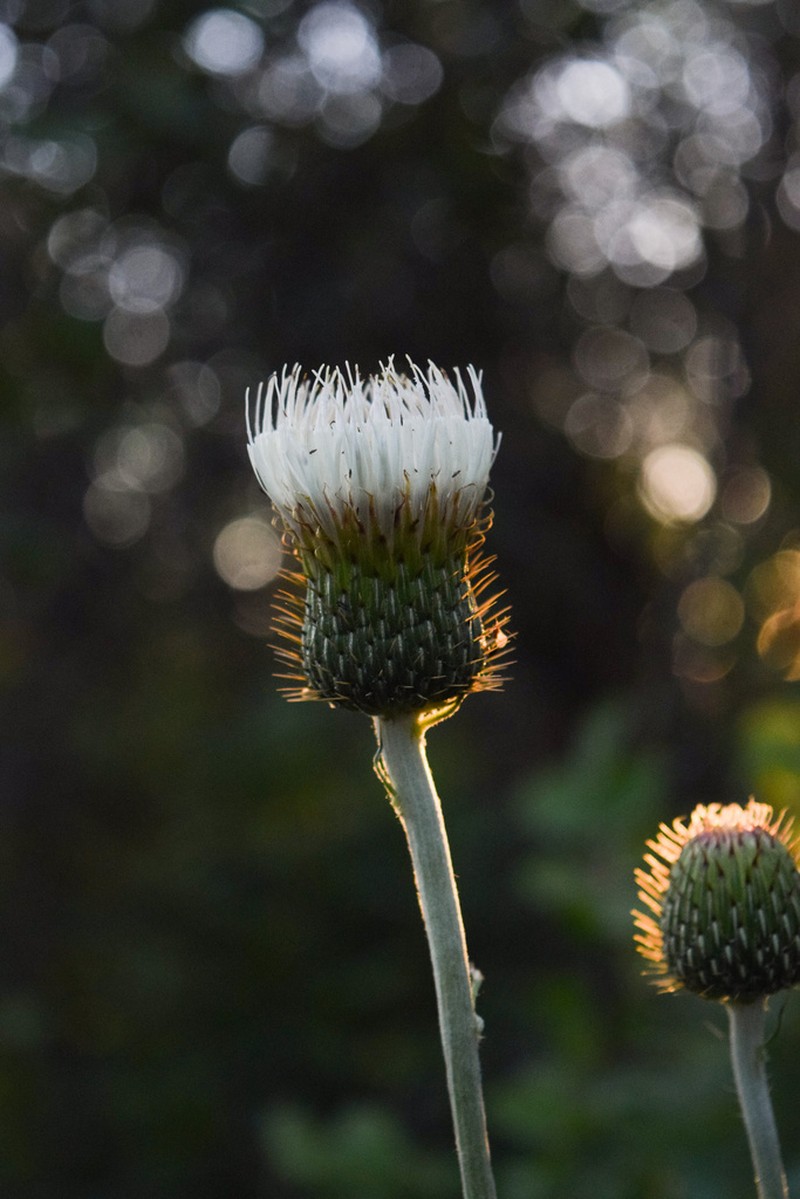 Palouse Thistle photo 3