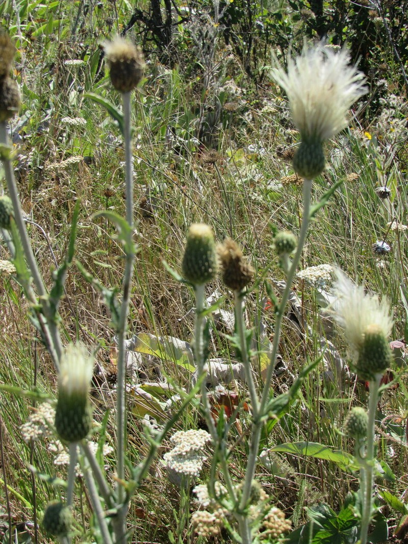 Palouse Thistle photo 4