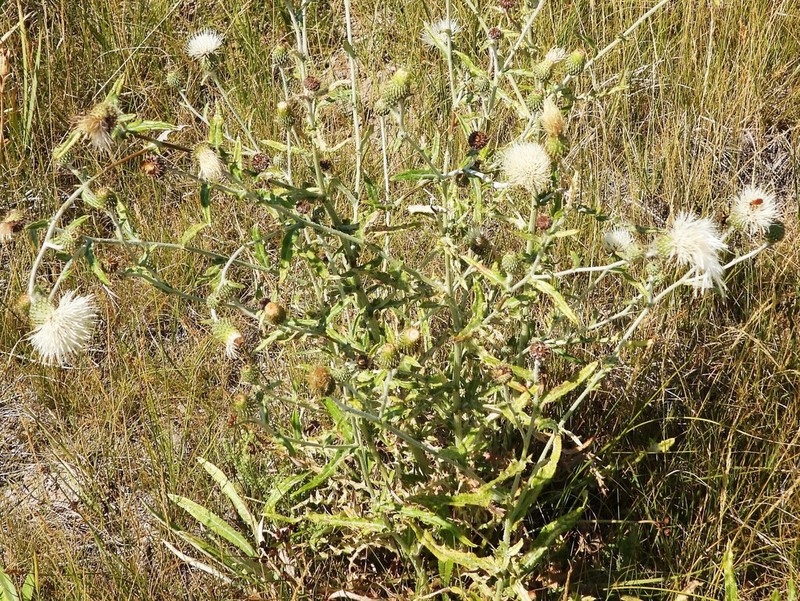 Palouse Thistle photo 5