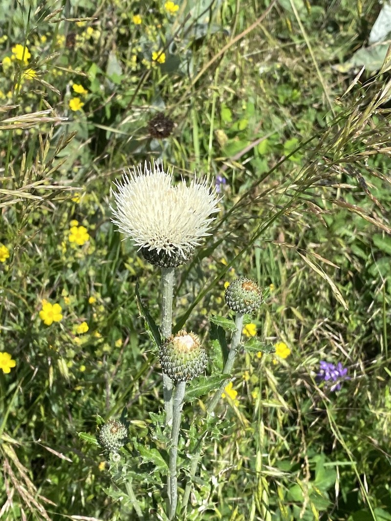 Palouse Thistle photo 6