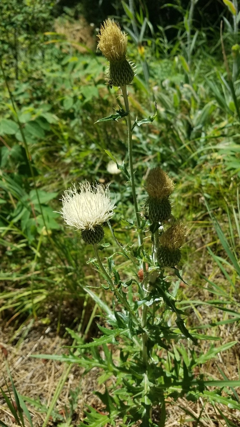 Palouse Thistle photo 7