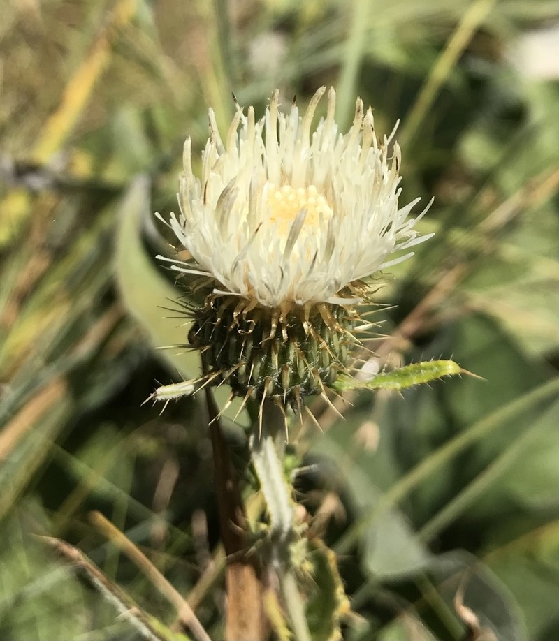 Palouse Thistle photo 8