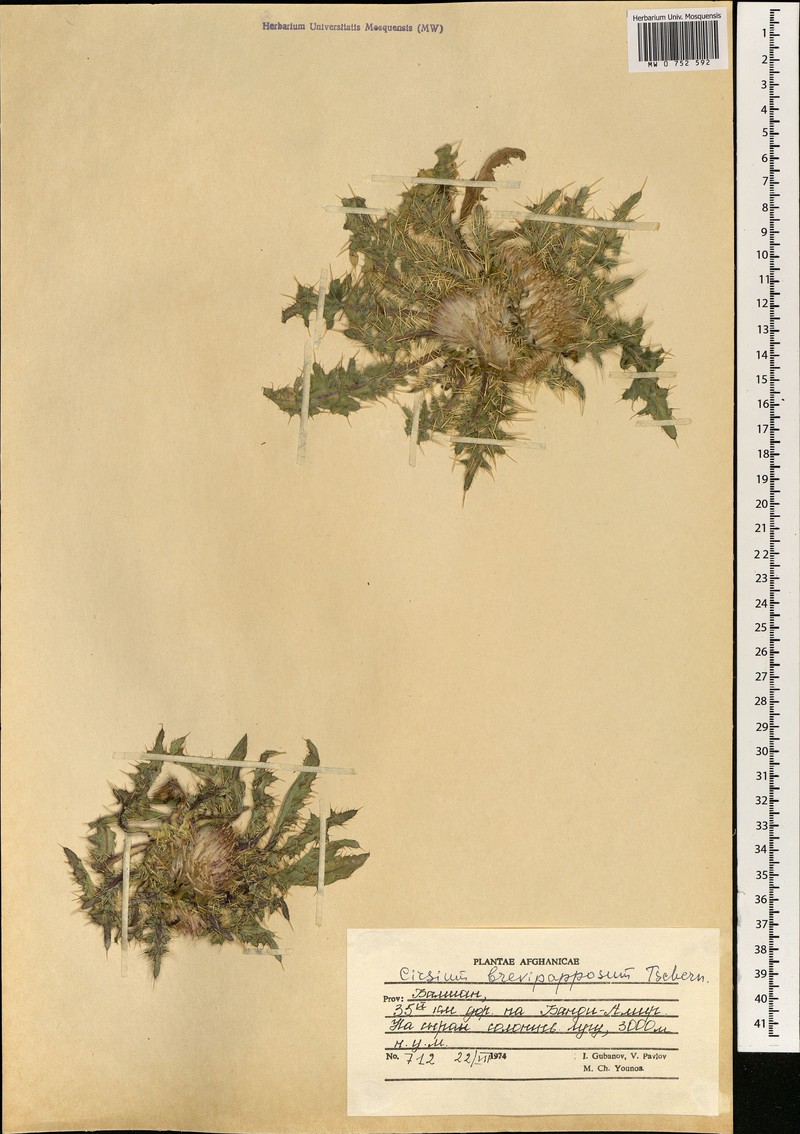 Cirsium brevipapposum
