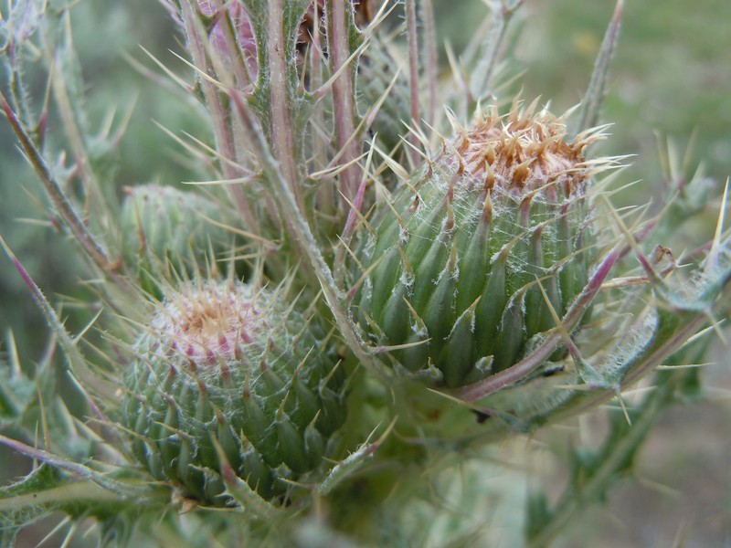 Clustered Thistle