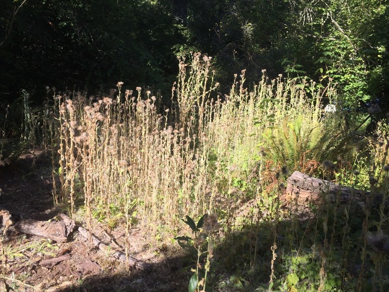 Clustered Thistle