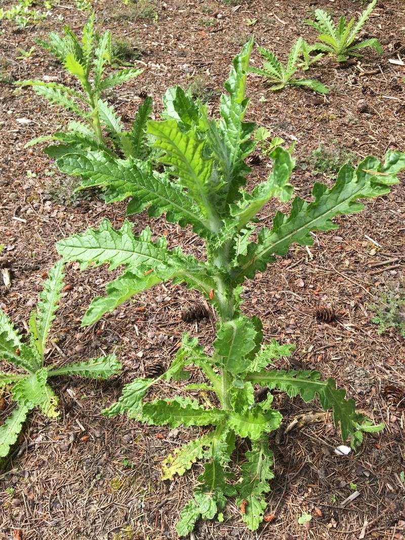 Clustered Thistle photo 2