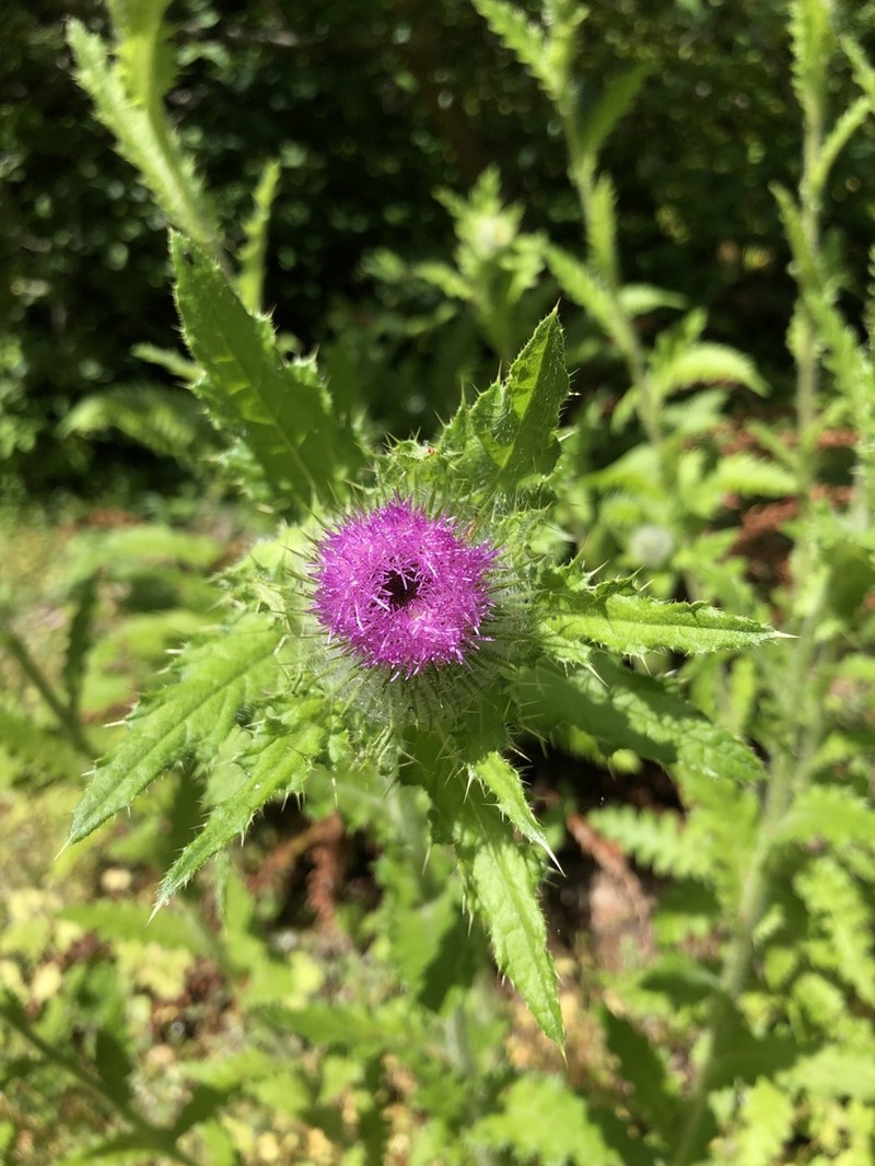 Clustered Thistle photo 3