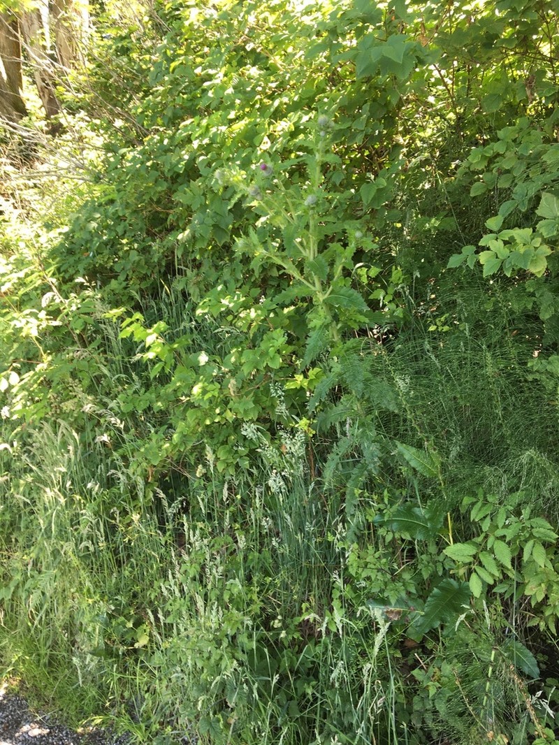 Clustered Thistle photo 4