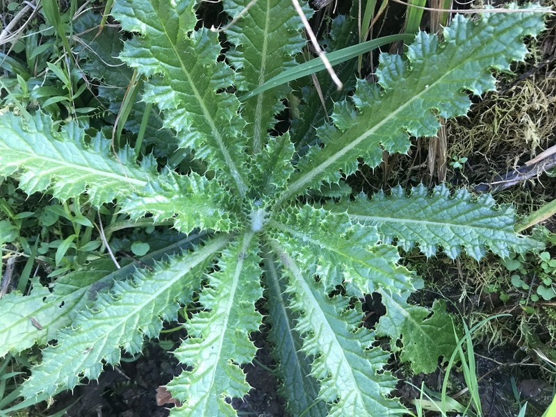 Clustered Thistle photo 5