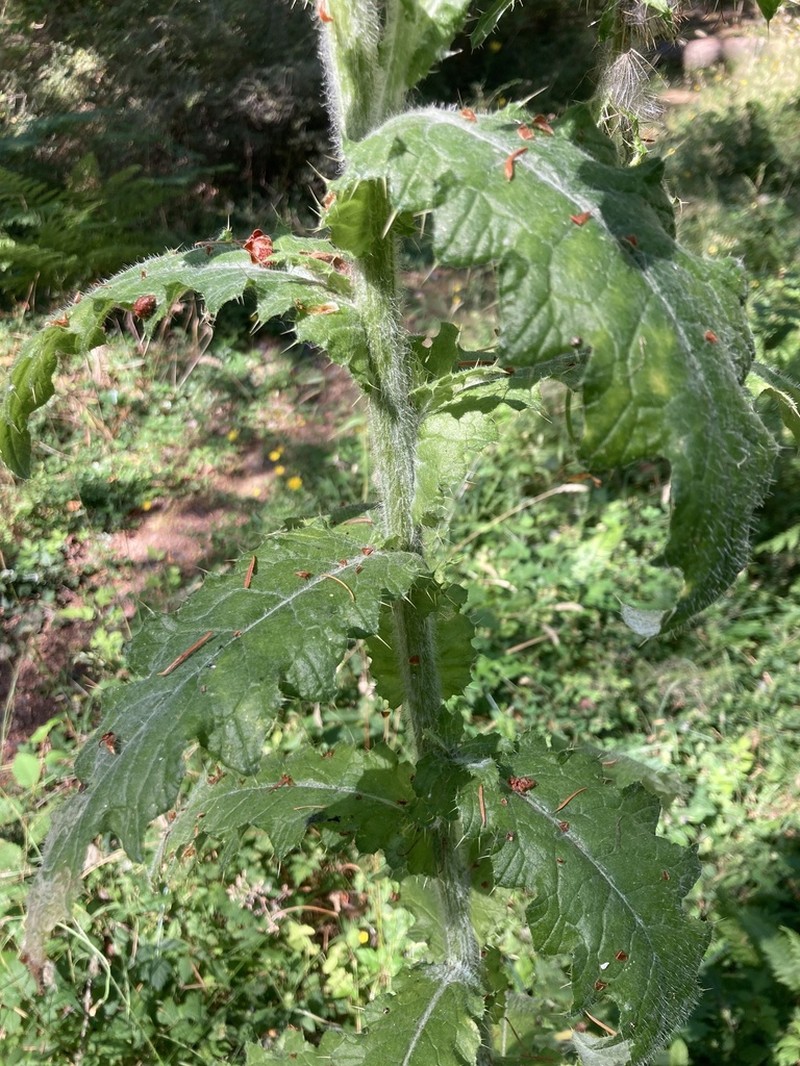 Clustered Thistle photo 6