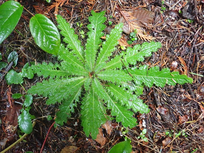 Clustered Thistle photo 7