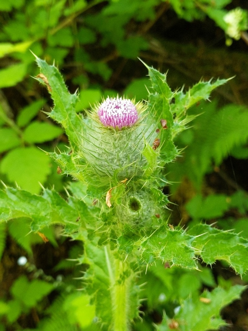 Clustered Thistle photo 8