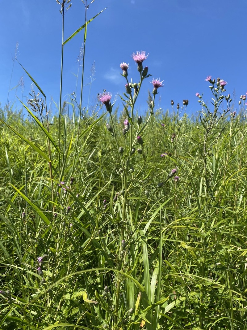 Cirsium buergeri