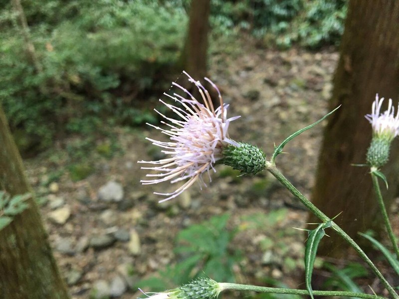 Cirsium buergeri photo 2