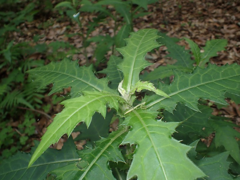 Cirsium buergeri photo 3