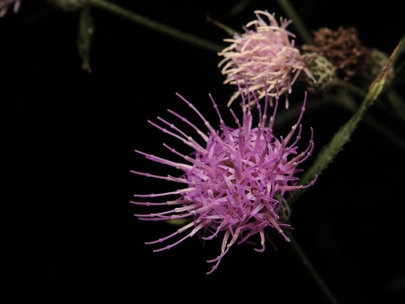 Cirsium buergeri photo 4