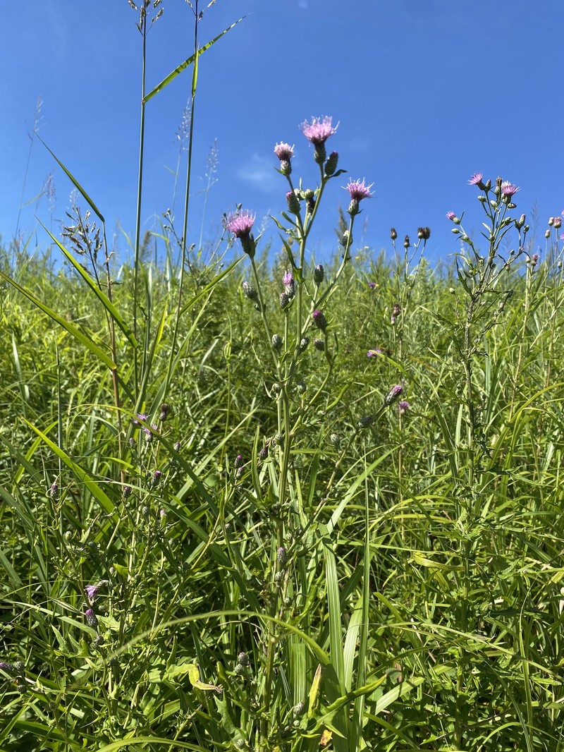 Cirsium buergeri photo 5