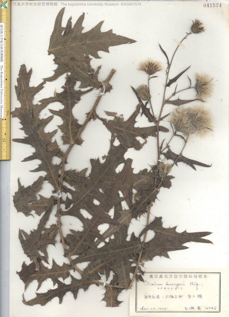 Cirsium buergeri photo 6