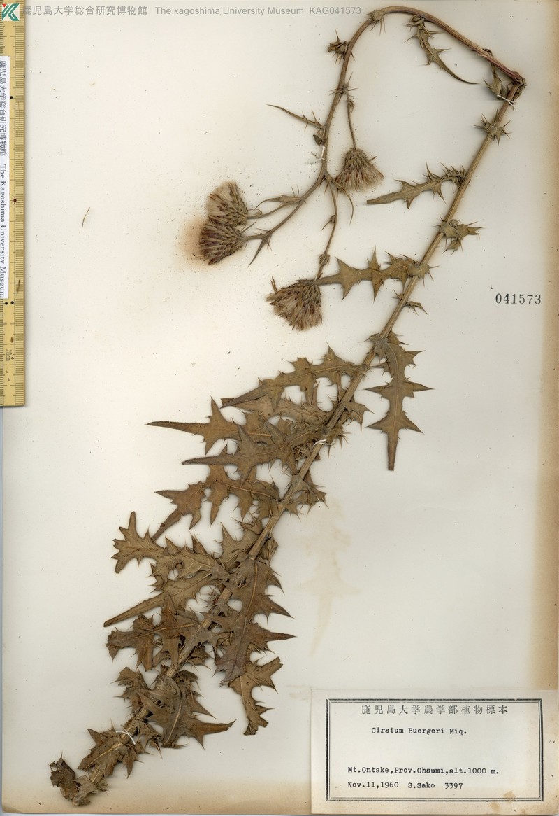 Cirsium buergeri photo 8
