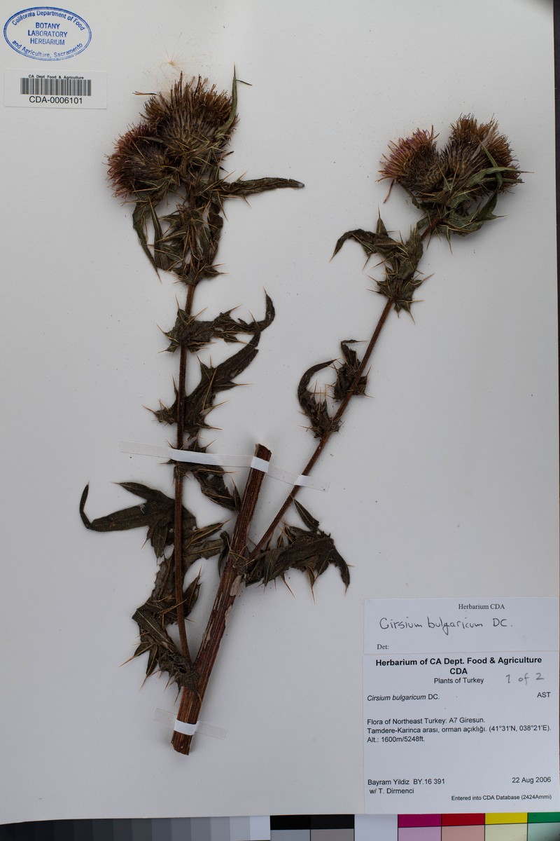 Cirsium bulgaricum