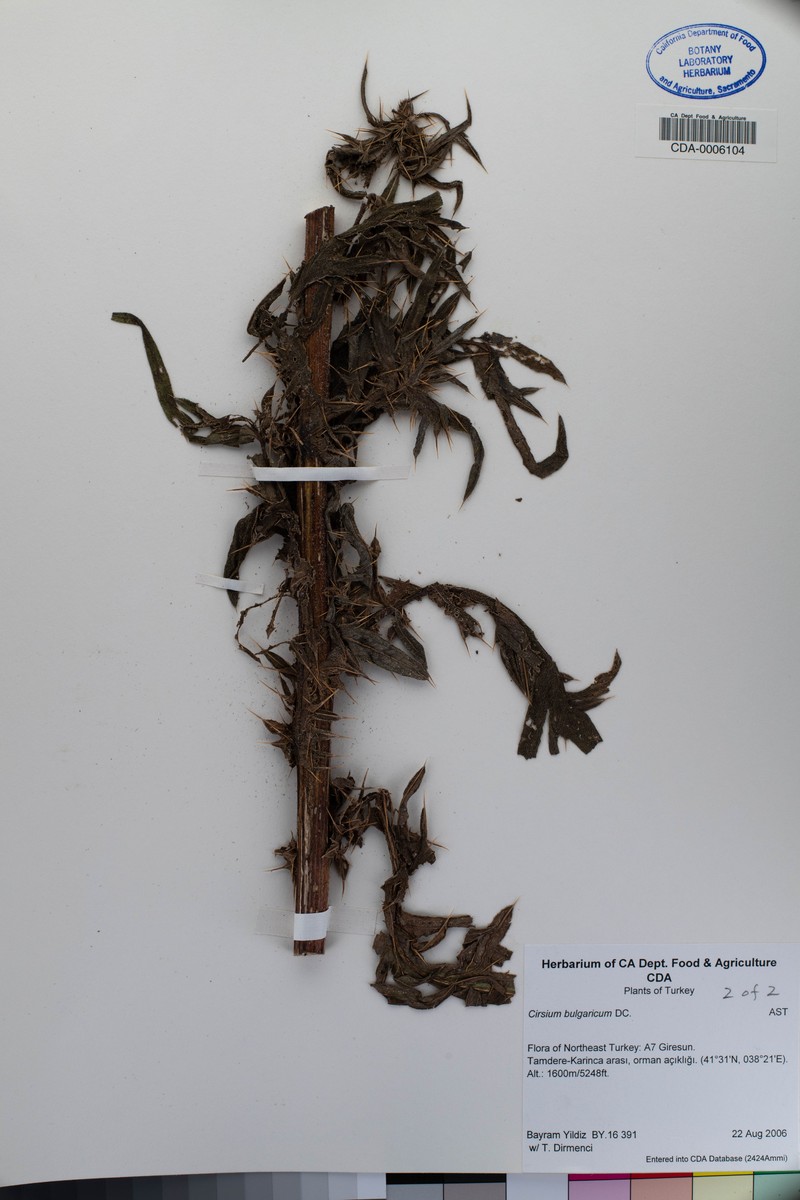 Cirsium bulgaricum photo 2